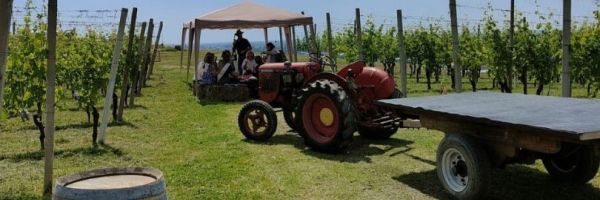 A toast in the vineyard