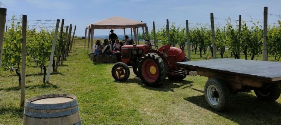 A toast in the vineyard